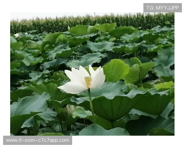 埃尔南德斯埃德森等以E开头的足球明星及其卓越成就解析 埃尔南德斯埃德森等以E开头的足球明星及其卓越成就解析